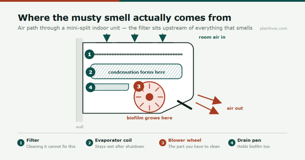 Cross-section diagram of a mini-split indoor unit showing air passing through the filter, the evaporator coil, the blower wheel where biofilm grows, and the drain pan.